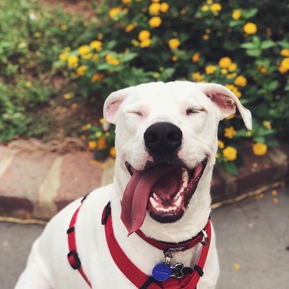 Meet your Posher, Jordan! โญ๏ธ๐น - Picture 2 of 8